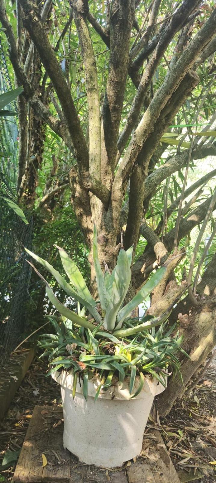 Villaluigia - Oasi Le Palme 帕多瓦 外观 照片